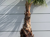 Mexicaanse waaierpalm - washingtonia robusta - hoogte ca. 220 cm - afbeelding 5 van  5