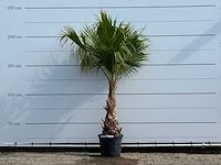 Mexicaanse waaierpalm - washingtonia robusta - hoogte ca. 220 cm - afbeelding 1 van  5
