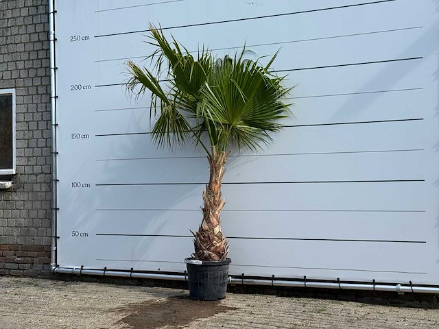 Mexicaanse waaierpalm - washingtonia robusta - hoogte ca. 220 cm - afbeelding 2 van  5