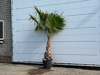 Mexicaanse waaierpalm - washingtonia robusta - hoogte ca. 220 cm - afbeelding 2 van  5