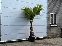 Mexicaanse waaierpalm - washingtonia robusta - hoogte ca. 220 cm - afbeelding 3 van  5