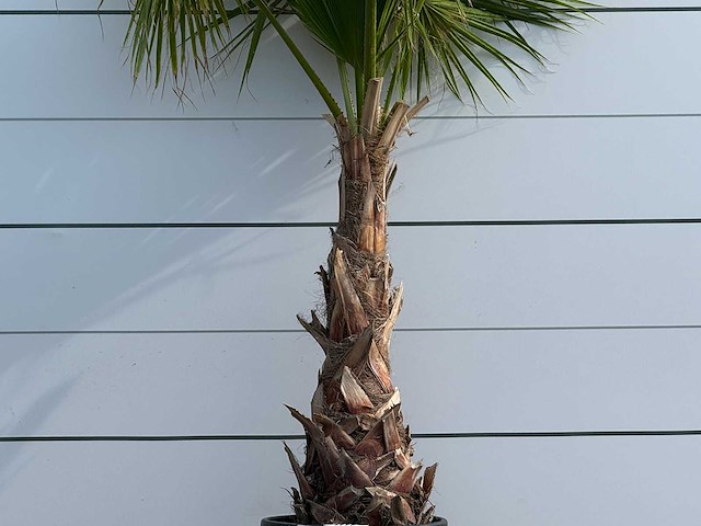 Mexicaanse waaierpalm - washingtonia robusta - hoogte ca. 220 cm - afbeelding 4 van  5