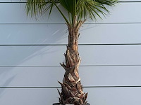 Mexicaanse waaierpalm - washingtonia robusta - hoogte ca. 220 cm - afbeelding 4 van  5