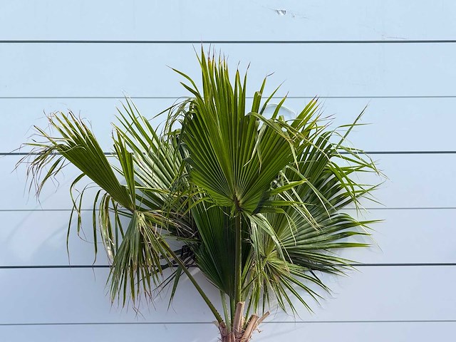 Mexicaanse waaierpalm - washingtonia robusta - hoogte ca. 220 cm - afbeelding 5 van  5