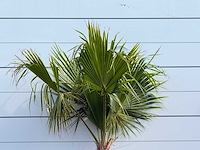 Mexicaanse waaierpalm - washingtonia robusta - hoogte ca. 220 cm - afbeelding 5 van  5
