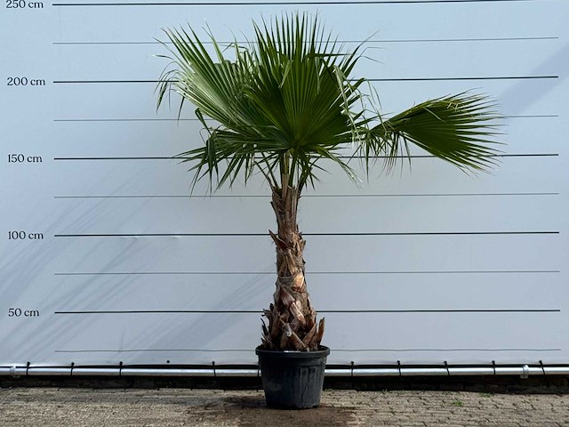 Mexicaanse waaierpalm - washingtonia robusta - hoogte ca. 220 cm - afbeelding 1 van  5