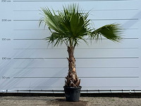 Mexicaanse waaierpalm - washingtonia robusta - hoogte ca. 220 cm - afbeelding 1 van  5