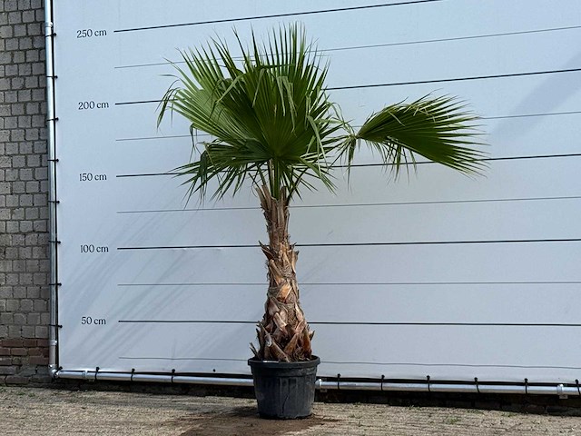 Mexicaanse waaierpalm - washingtonia robusta - hoogte ca. 220 cm - afbeelding 2 van  5