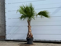 Mexicaanse waaierpalm - washingtonia robusta - hoogte ca. 220 cm - afbeelding 2 van  5