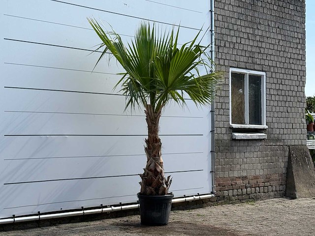 Mexicaanse waaierpalm - washingtonia robusta - hoogte ca. 220 cm - afbeelding 3 van  5