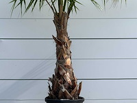 Mexicaanse waaierpalm - washingtonia robusta - hoogte ca. 220 cm - afbeelding 4 van  5