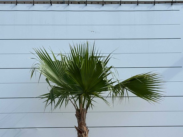 Mexicaanse waaierpalm - washingtonia robusta - hoogte ca. 220 cm - afbeelding 5 van  5
