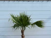 Mexicaanse waaierpalm - washingtonia robusta - hoogte ca. 220 cm - afbeelding 5 van  5