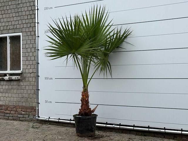 Mexicaanse waaierpalm - washingtonia robusta - hoogte ca. 220 cm - afbeelding 1 van  1