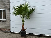 Mexicaanse waaierpalm - washingtonia robusta - hoogte ca. 220 cm - afbeelding 1 van  1