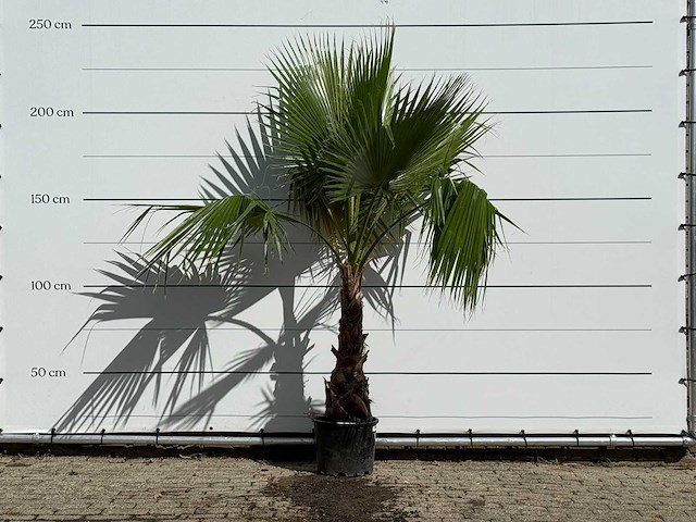 Mexicaanse waaierpalm - washingtonia robusta - hoogte ca. 220 cm - afbeelding 1 van  3