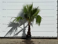 Mexicaanse waaierpalm - washingtonia robusta - hoogte ca. 220 cm - afbeelding 1 van  3