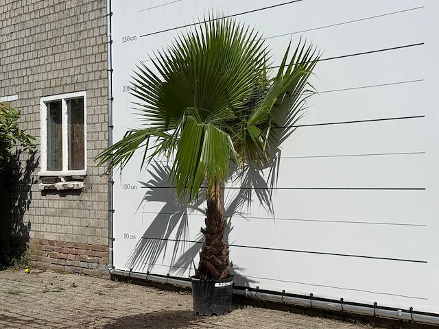 Mexicaanse waaierpalm - washingtonia robusta - hoogte ca. 220 cm - afbeelding 2 van  3