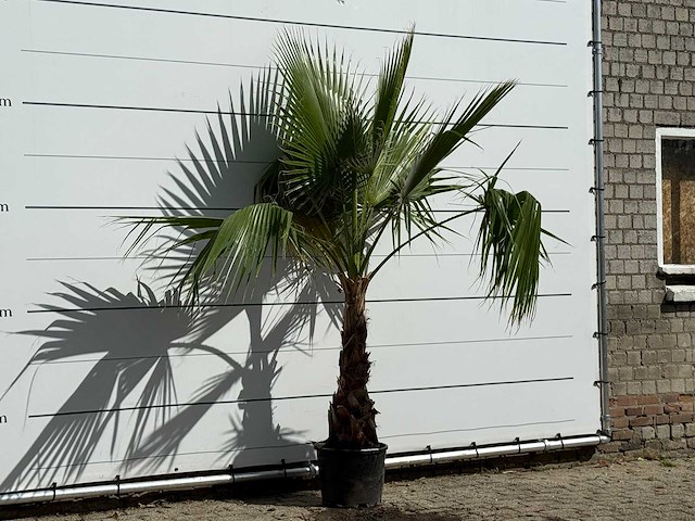 Mexicaanse waaierpalm - washingtonia robusta - hoogte ca. 220 cm - afbeelding 3 van  3
