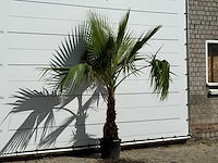 Mexicaanse waaierpalm - washingtonia robusta - hoogte ca. 220 cm - afbeelding 3 van  3