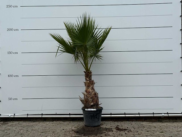 Mexicaanse waaierpalm - washingtonia robusta - hoogte ca. 220 cm - afbeelding 1 van  3