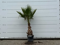 Mexicaanse waaierpalm - washingtonia robusta - hoogte ca. 220 cm - afbeelding 1 van  3