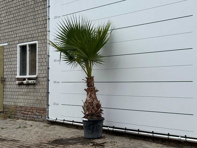 Mexicaanse waaierpalm - washingtonia robusta - hoogte ca. 220 cm - afbeelding 2 van  3