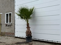 Mexicaanse waaierpalm - washingtonia robusta - hoogte ca. 220 cm - afbeelding 2 van  3