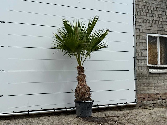 Mexicaanse waaierpalm - washingtonia robusta - hoogte ca. 220 cm - afbeelding 3 van  3