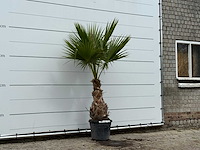 Mexicaanse waaierpalm - washingtonia robusta - hoogte ca. 220 cm - afbeelding 3 van  3