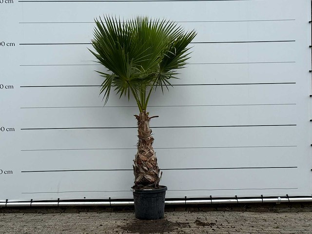 Mexicaanse waaierpalm - washingtonia robusta - hoogte ca. 220 cm - afbeelding 1 van  4