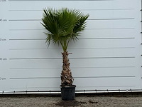 Mexicaanse waaierpalm - washingtonia robusta - hoogte ca. 220 cm - afbeelding 1 van  4