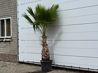 Mexicaanse waaierpalm - washingtonia robusta - hoogte ca. 220 cm - afbeelding 2 van  4