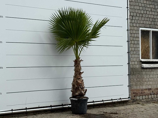 Mexicaanse waaierpalm - washingtonia robusta - hoogte ca. 220 cm - afbeelding 3 van  4