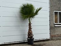 Mexicaanse waaierpalm - washingtonia robusta - hoogte ca. 220 cm - afbeelding 3 van  4