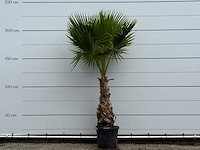 Mexicaanse waaierpalm - washingtonia robusta - hoogte ca. 220 cm - afbeelding 4 van  4