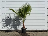 Mexicaanse waaierpalm - washingtonia robusta - hoogte ca. 220 cm - afbeelding 1 van  3