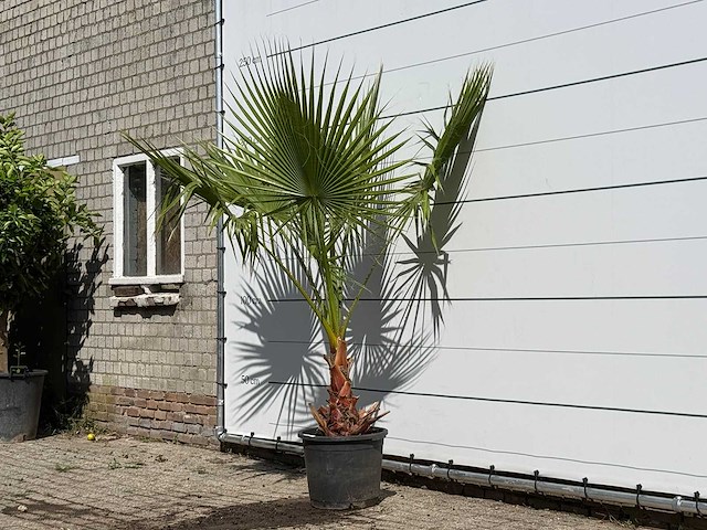 Mexicaanse waaierpalm - washingtonia robusta - hoogte ca. 220 cm - afbeelding 2 van  3