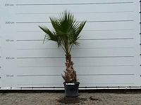 Mexicaanse waaierpalm - washingtonia robusta - hoogte ca. 220 cm