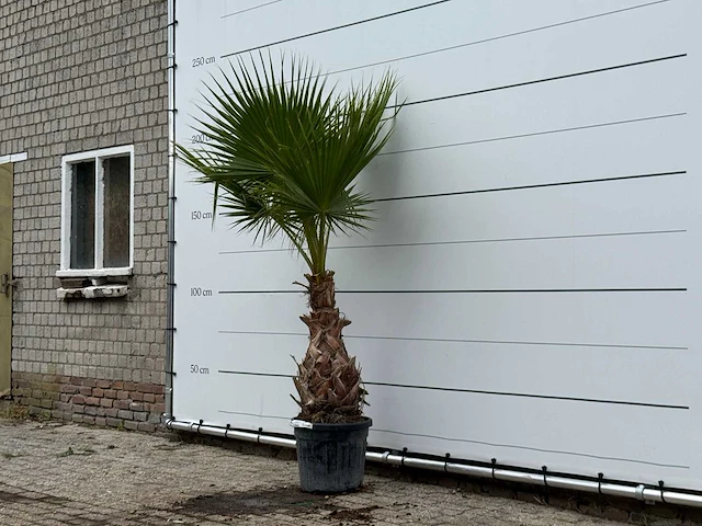 Mexicaanse waaierpalm - washingtonia robusta - hoogte ca. 220 cm - afbeelding 2 van  3