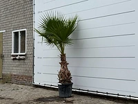 Mexicaanse waaierpalm - washingtonia robusta - hoogte ca. 220 cm - afbeelding 2 van  3