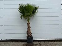 Mexicaanse waaierpalm - washingtonia robusta - hoogte ca. 220 cm