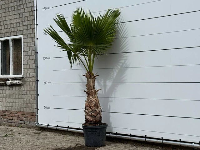 Mexicaanse waaierpalm - washingtonia robusta - hoogte ca. 220 cm - afbeelding 2 van  4