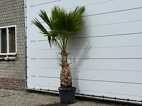 Mexicaanse waaierpalm - washingtonia robusta - hoogte ca. 220 cm - afbeelding 2 van  4