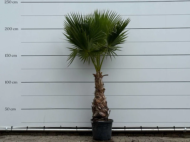 Mexicaanse waaierpalm - washingtonia robusta - hoogte ca. 220 cm - afbeelding 4 van  4