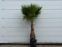 Mexicaanse waaierpalm - washingtonia robusta - hoogte ca. 220 cm - afbeelding 4 van  4