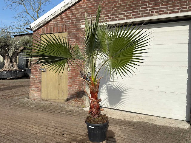 Mexicaanse waaierpalm - washingtonia robusta - hoogte ca. 230 cm - afbeelding 1 van  1