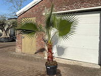 Mexicaanse waaierpalm - washingtonia robusta - hoogte ca. 230 cm - afbeelding 1 van  1