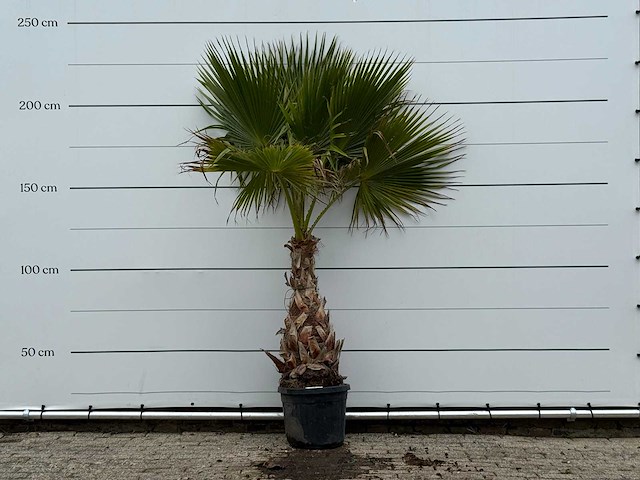 Mexicaanse waaierpalm - washingtonia robusta - hoogte ca. 230 cm - afbeelding 1 van  3
