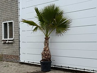Mexicaanse waaierpalm - washingtonia robusta - hoogte ca. 230 cm - afbeelding 2 van  3